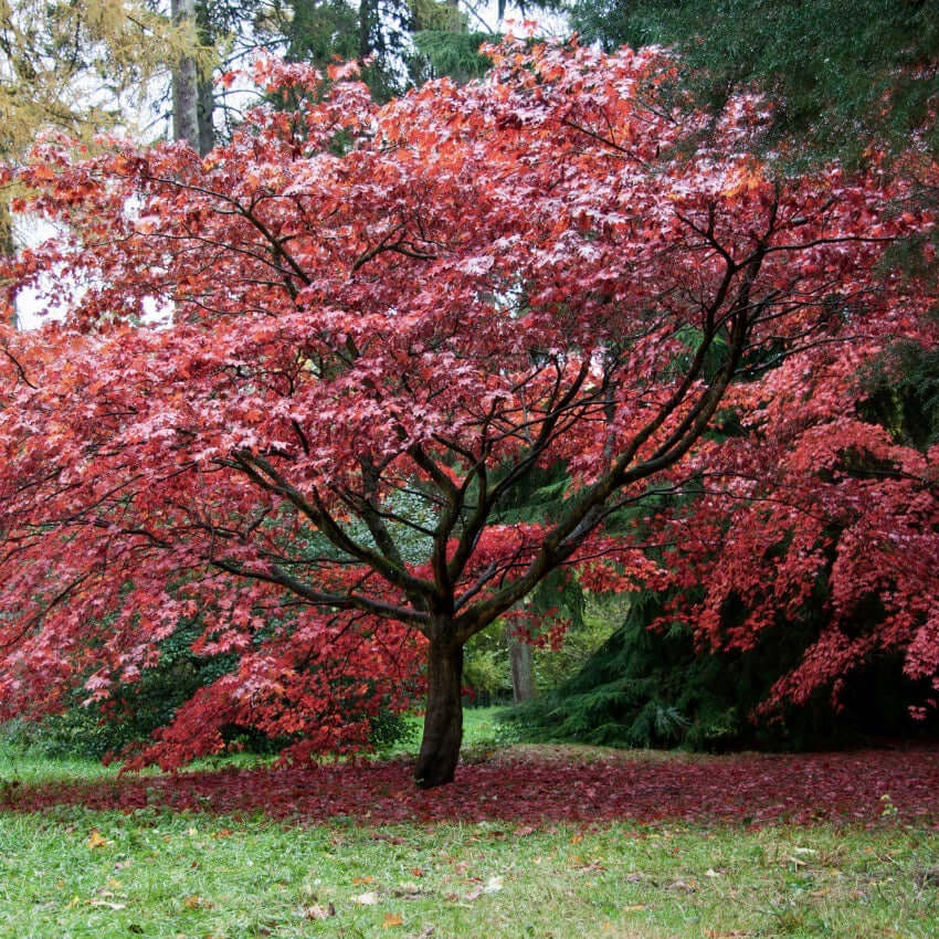 Bloodgood Japanese Maple Tree (7823948513535)